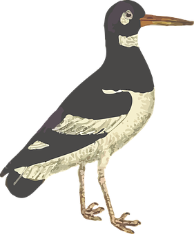 Illustrated Seabird Standing PNG Image