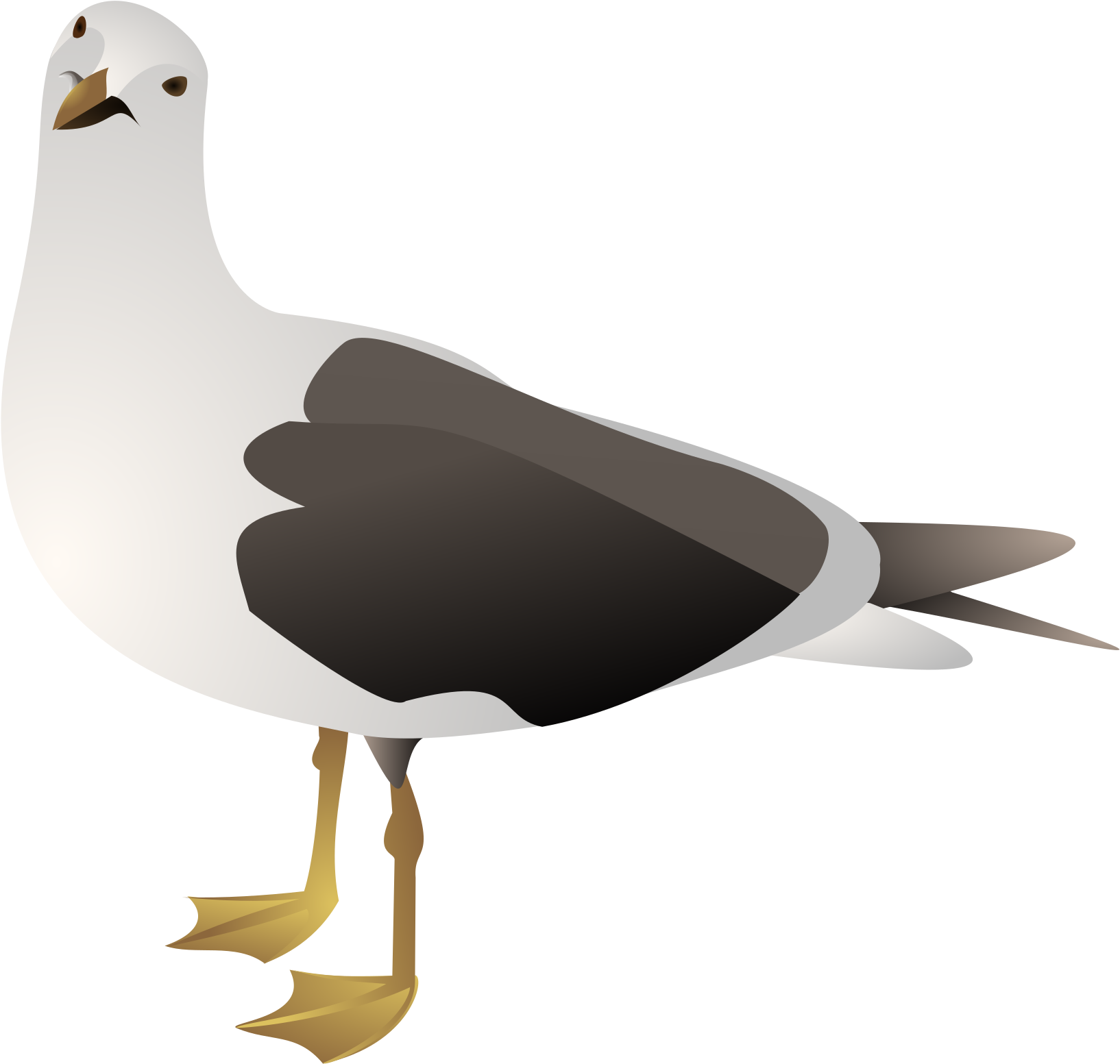 Illustrated Seagull Graphic PNG Image