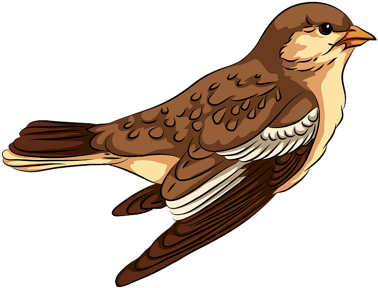 Illustrated Sparrow Profile PNG Image