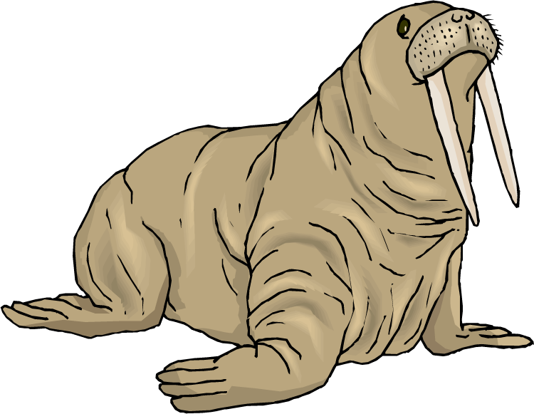 Illustrated Walruswith Tusks PNG Image