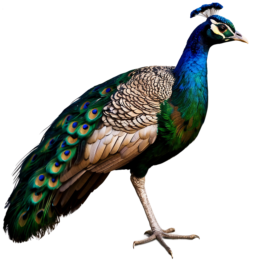 Indian Peacock Png 85 PNG Image