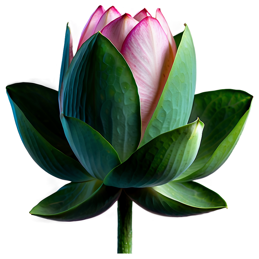 Indian Sacred Lotus Png Ctj52 PNG Image