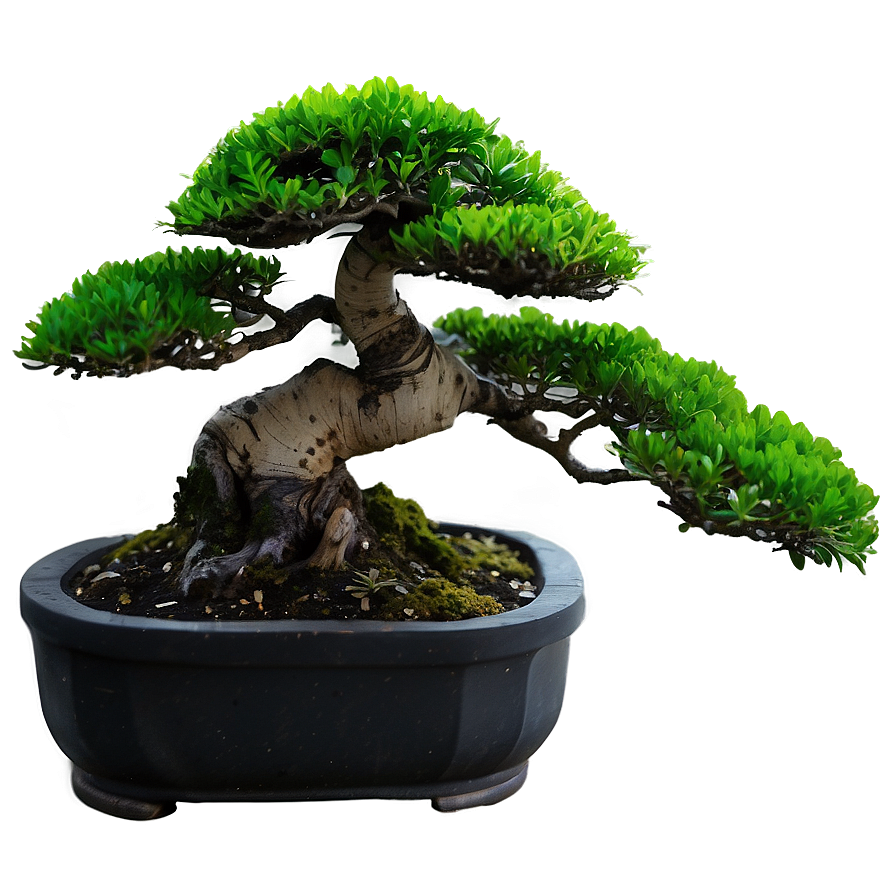 Indoor Bonsai Tree Png Opy PNG Image