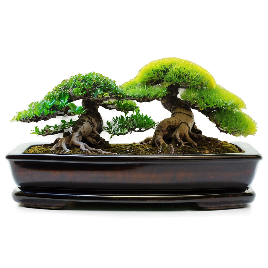 Indoor Bonsai Trees Png Egp72 PNG Image