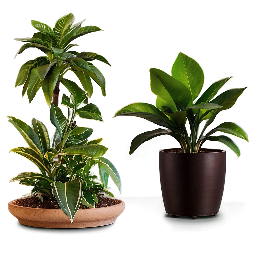 Indoor Floor Plant Png Uqu PNG Image