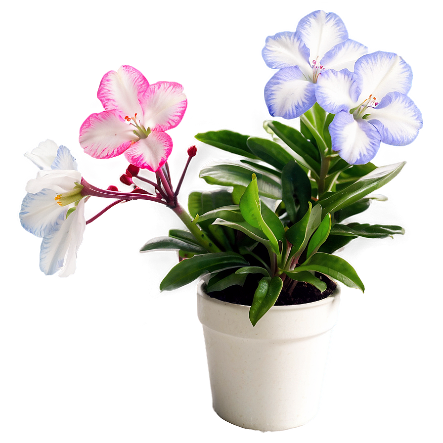 Indoor Flowering Plants Png 06252024 PNG Image