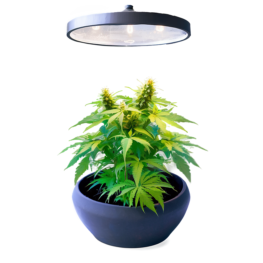 Indoor Grow Weed Png 36 PNG Image