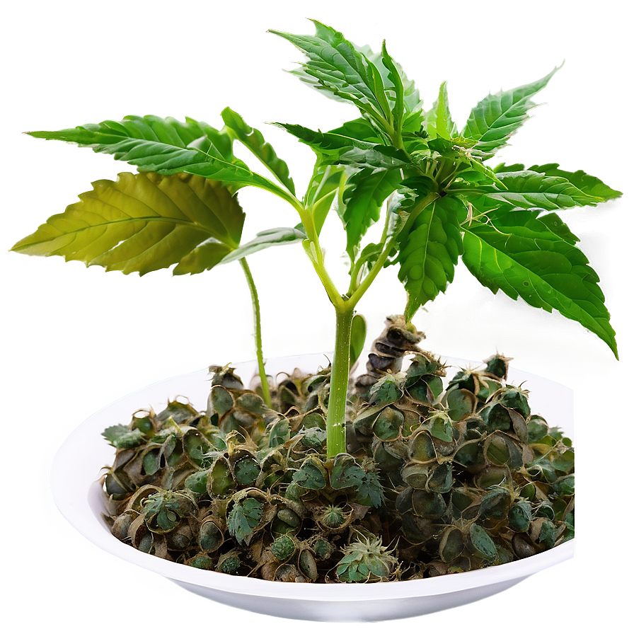 Indoor Grow Weed Png Mvl19 PNG Image