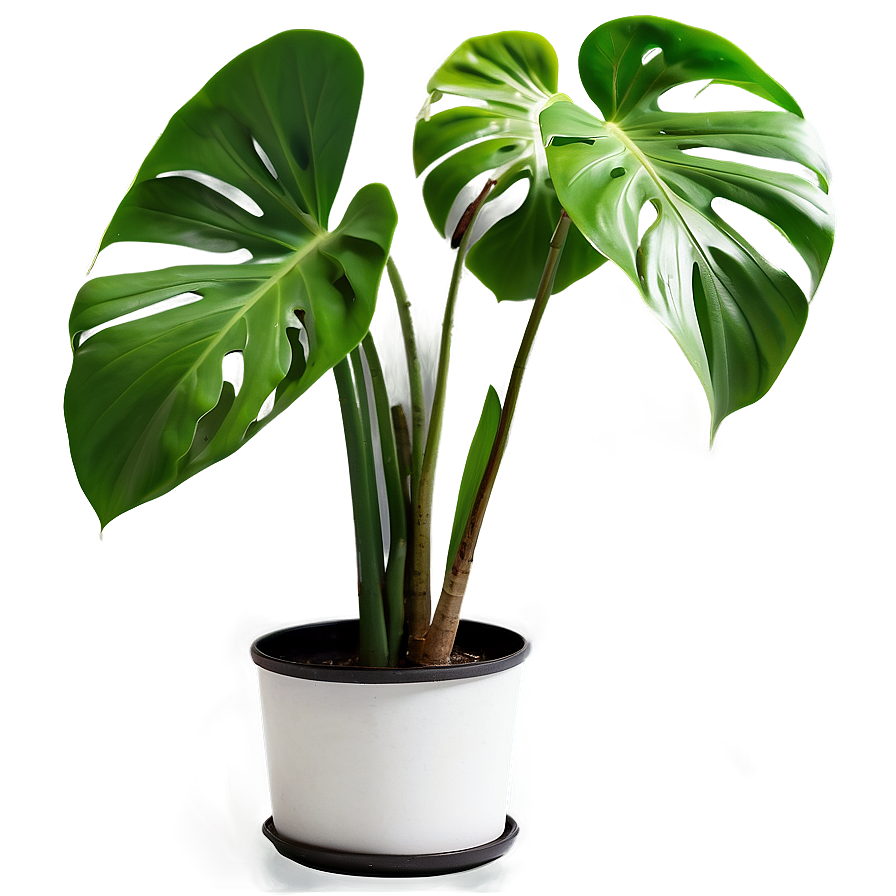 Indoor Monstera Plant Png 18 PNG Image