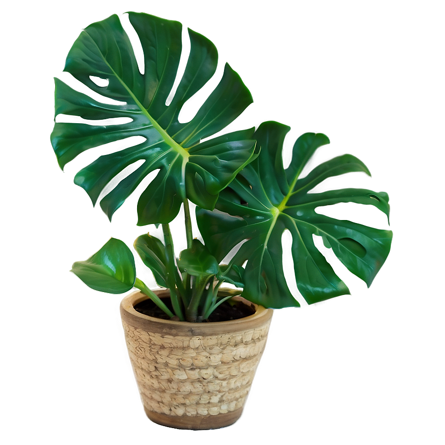 Indoor Monstera Plant Png Woy PNG Image