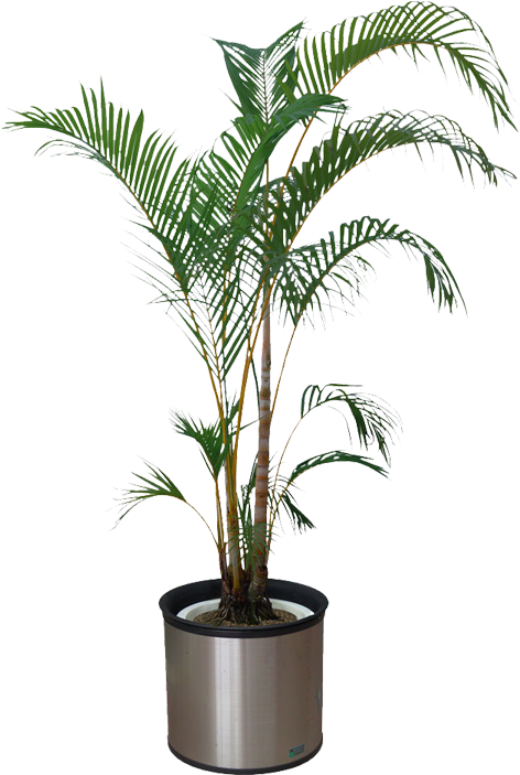 Indoor Palm Plantin Silver Pot PNG Image