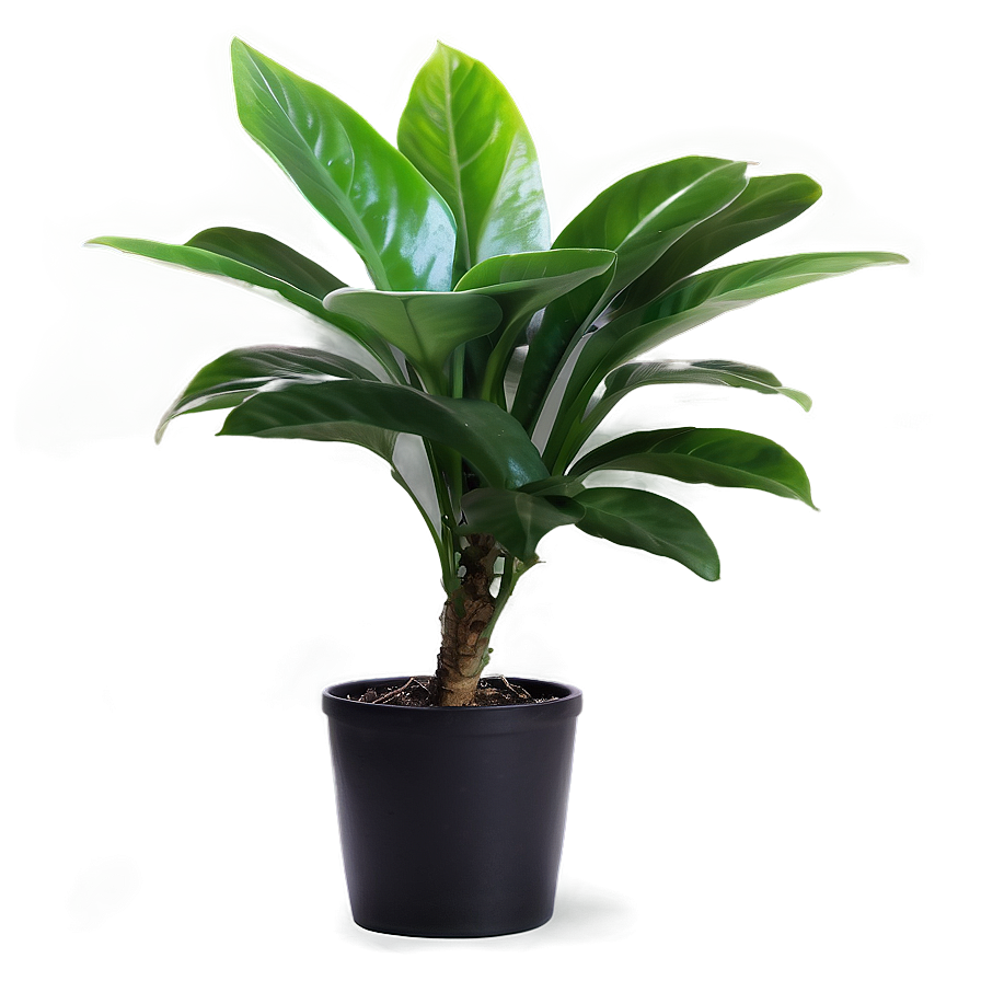 Indoor Plant Png 05032024 PNG Image