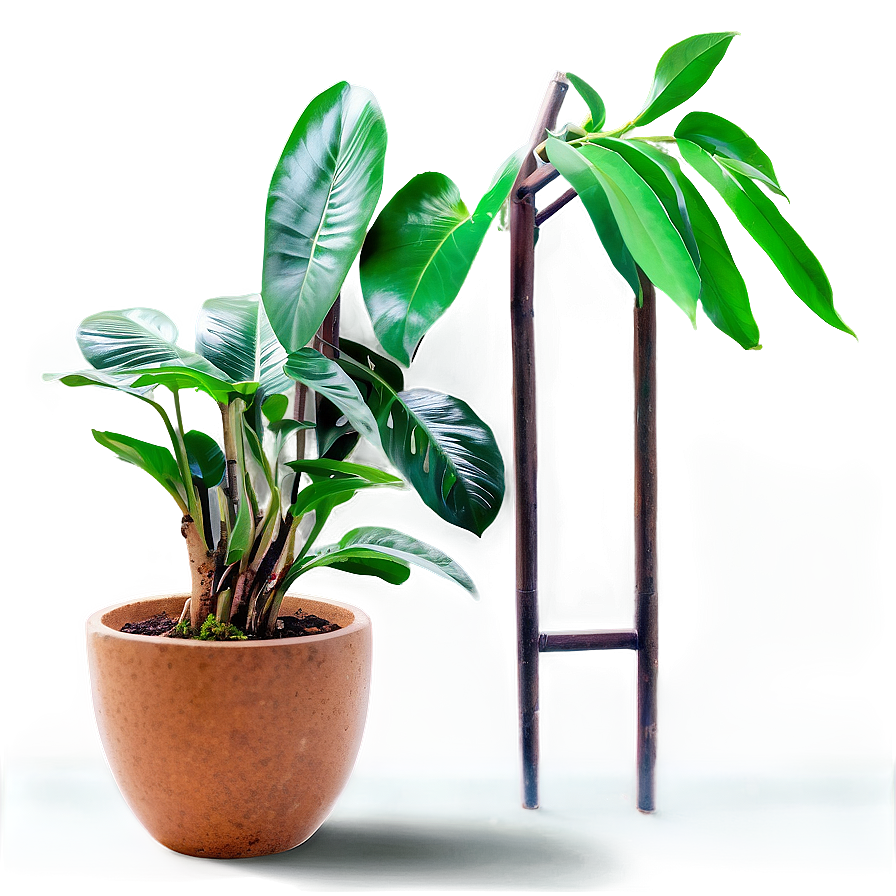 Indoor Plant Png 26 PNG Image