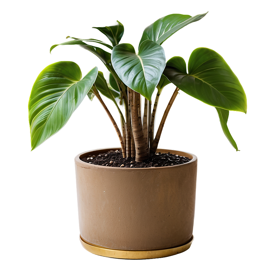 Indoor Plants D PNG Image