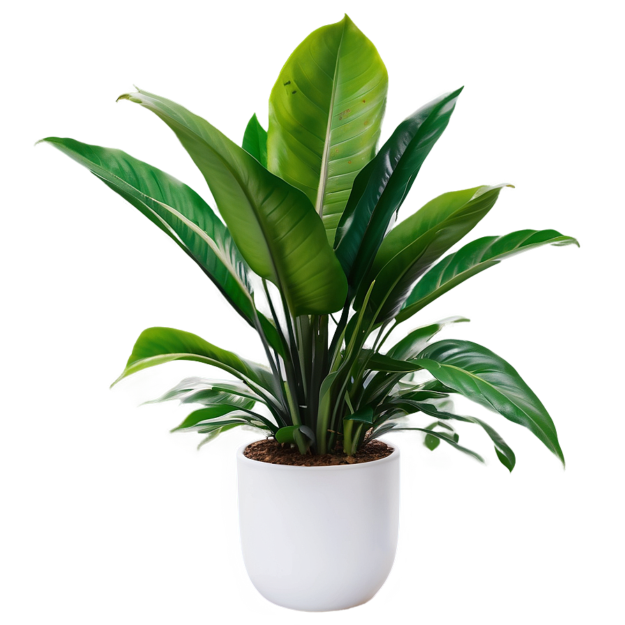 Indoor Plants In Office Png Axh57 PNG Image