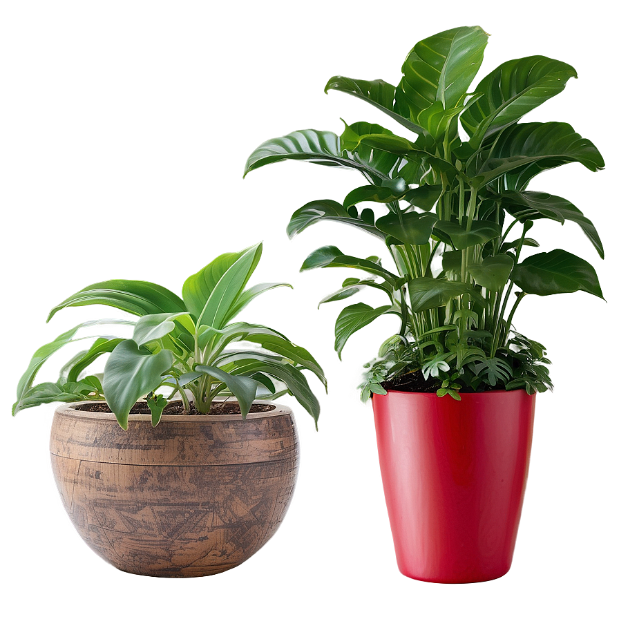 Indoor Plants In Pots Png Dkr PNG Image