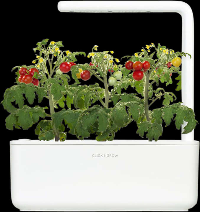 Indoor Tomato Plant Growth L E D Light System PNG Image