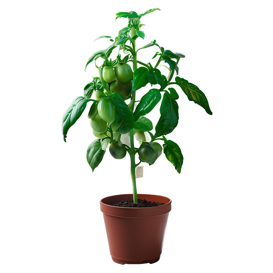 Indoor Tomato Plant Png Erb PNG Image