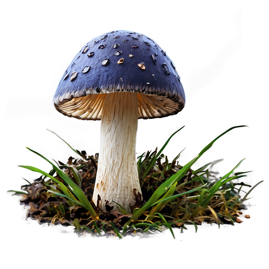 Ink Cap Fungus Png 75 PNG Image