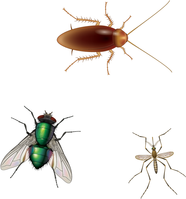 Insects Comparison Cockroach Fly Mosquito PNG Image