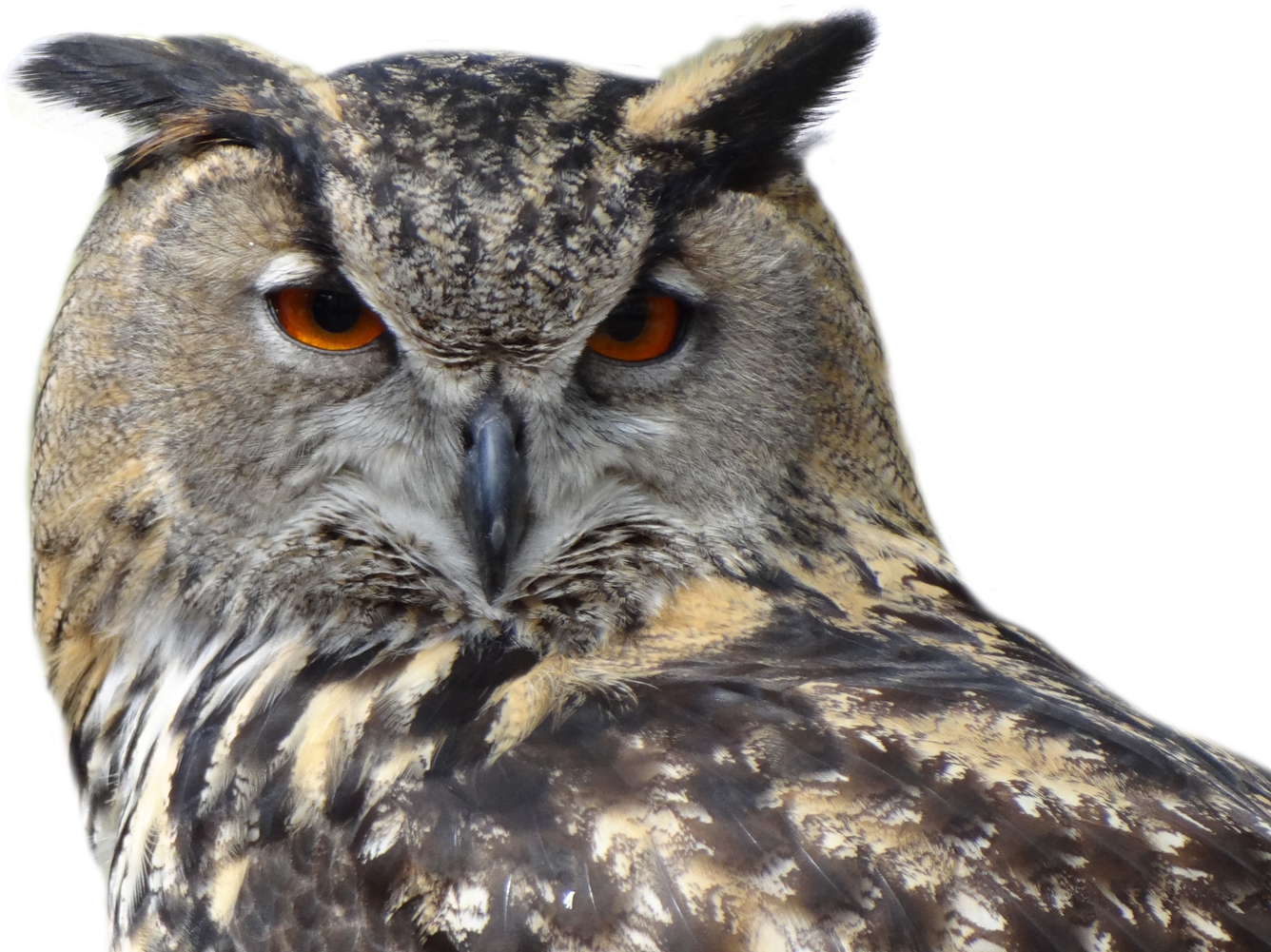 Intense Eyed Owl Portrait PNG Image