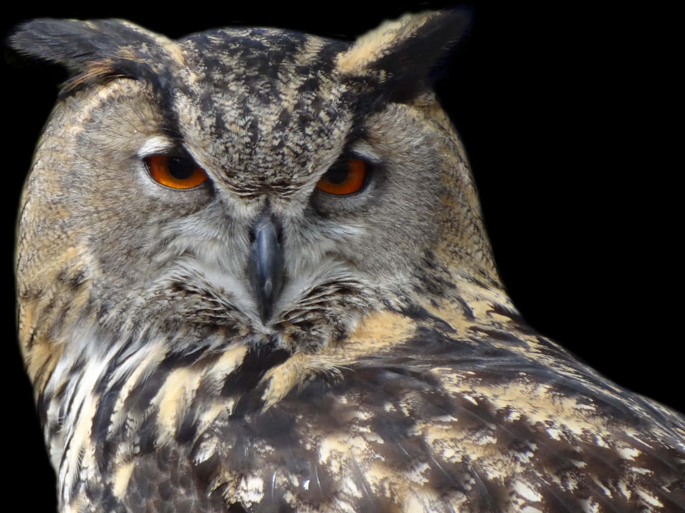 Intense Eyed Owl Portrait PNG Image