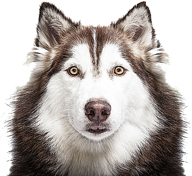 Intense Husky Portrait PNG Image