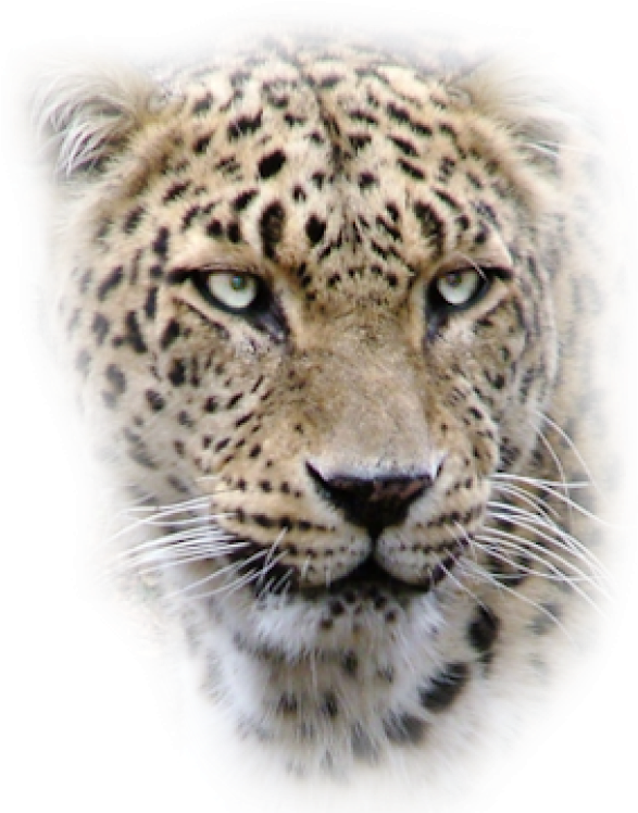 Intense Leopard Gaze PNG Image