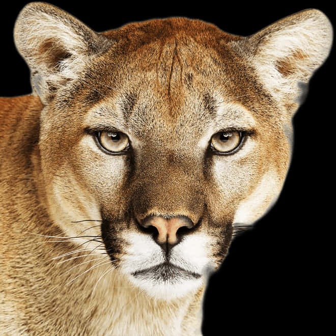 Intense Mountain Lion Portrait PNG Image