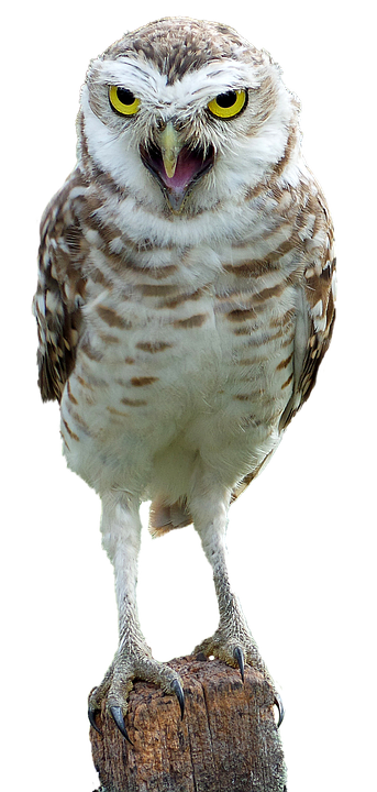 Intense Yellow Eyed Owl PNG Image