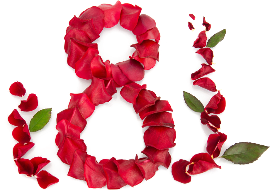 International Womens Day Rose Petal8 March PNG Image