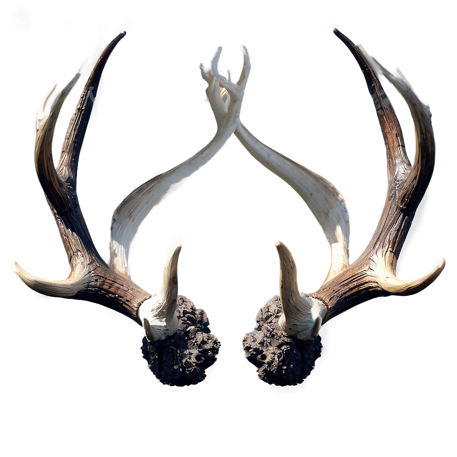 Intricate Antler Display Png 70 PNG Image