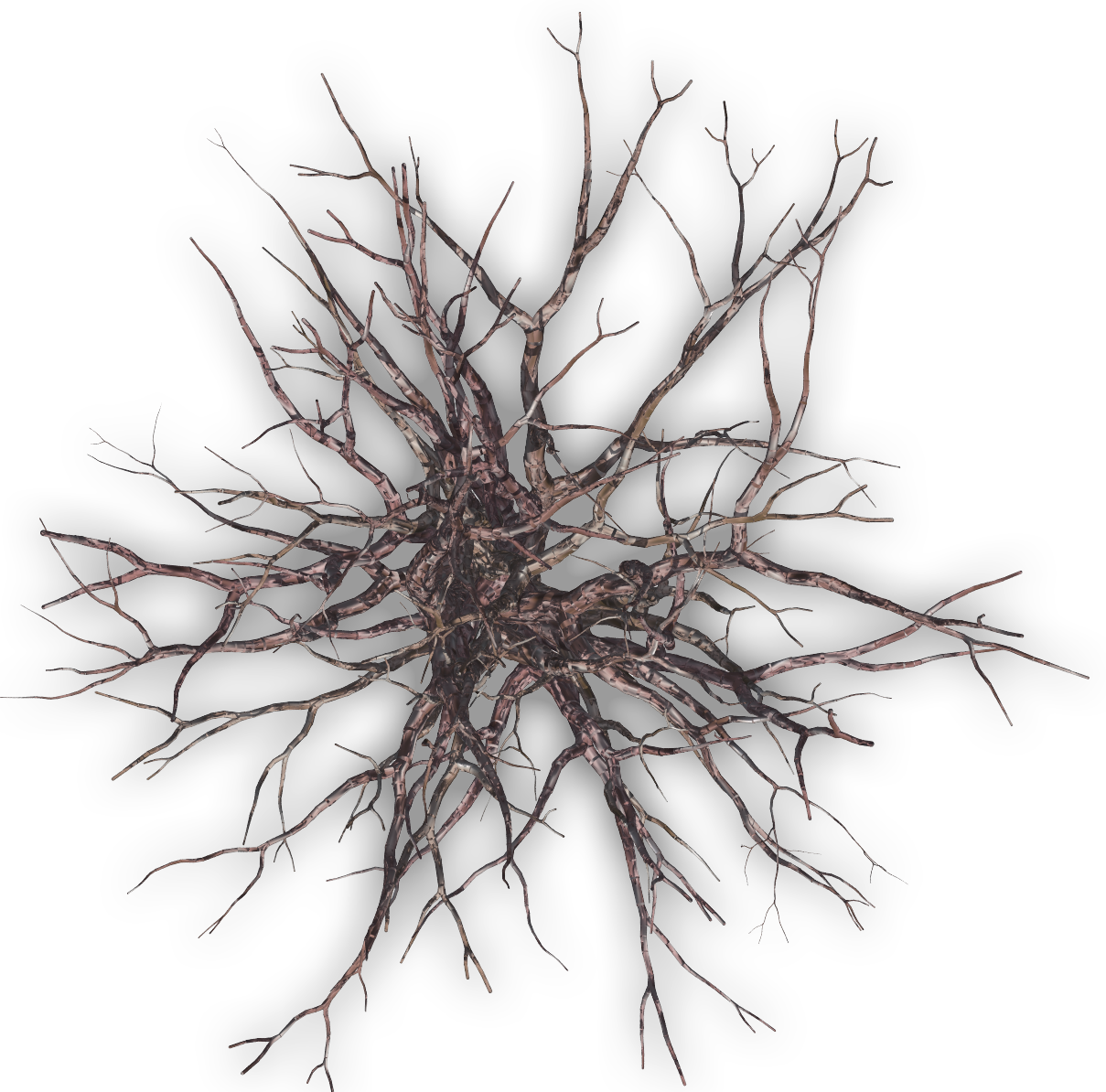 Intricate Dead Tree Roots PNG Image