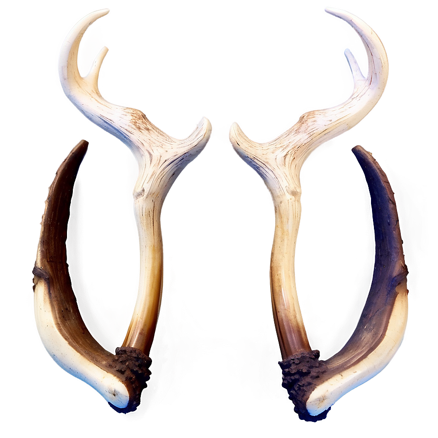 Intricate Deer Antler Representation Png Nge39 PNG Image