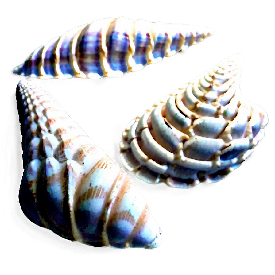 Intricate Pattern Shells Png 25 PNG Image