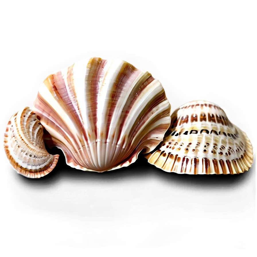 Intricate Pattern Shells Png 82 PNG Image