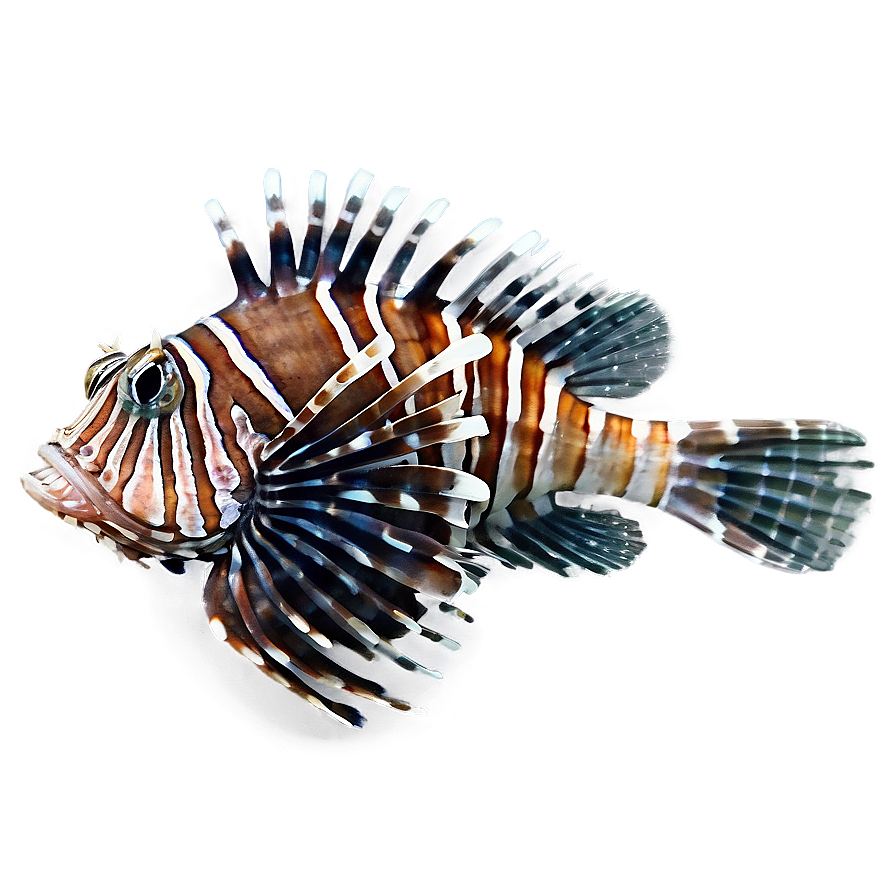 Intriguing Lionfish Png 38 PNG Image