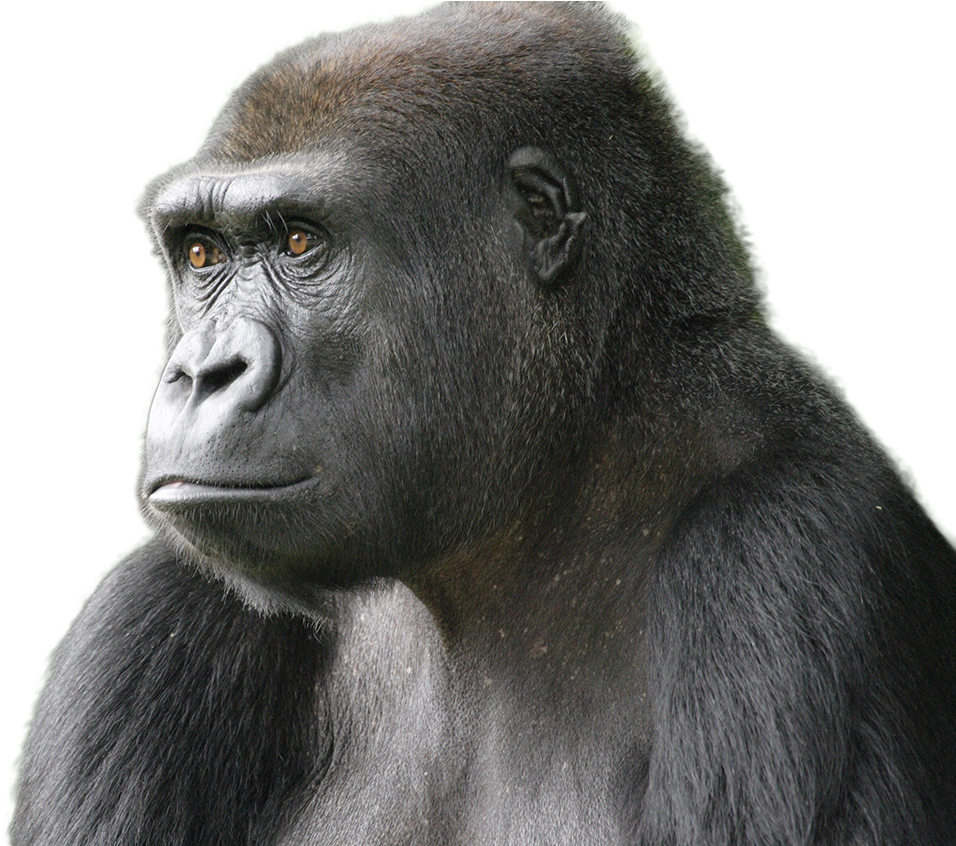 Introspective Gorilla Portrait PNG Image