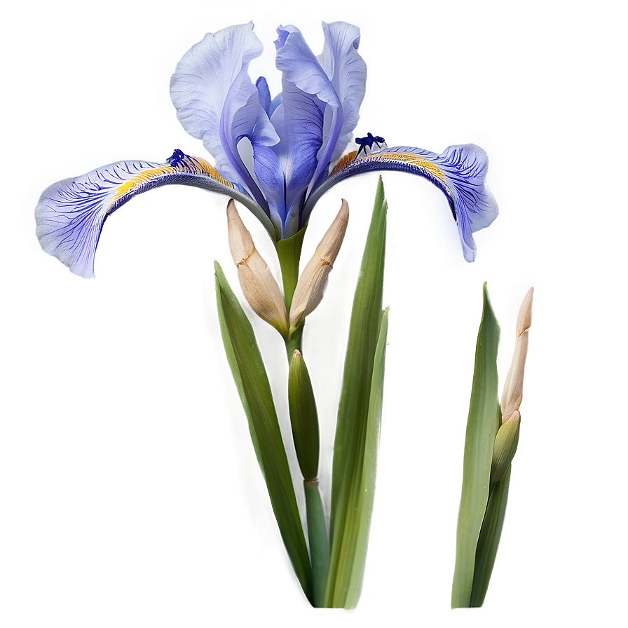 Iris B PNG Image