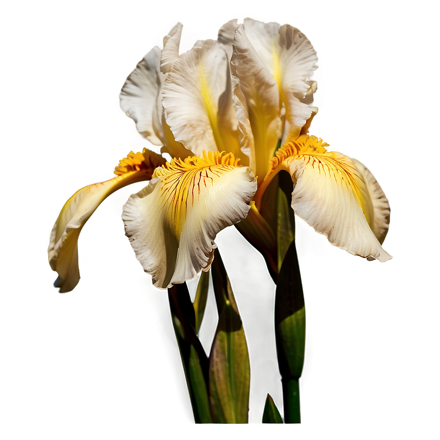 Iris C PNG Image