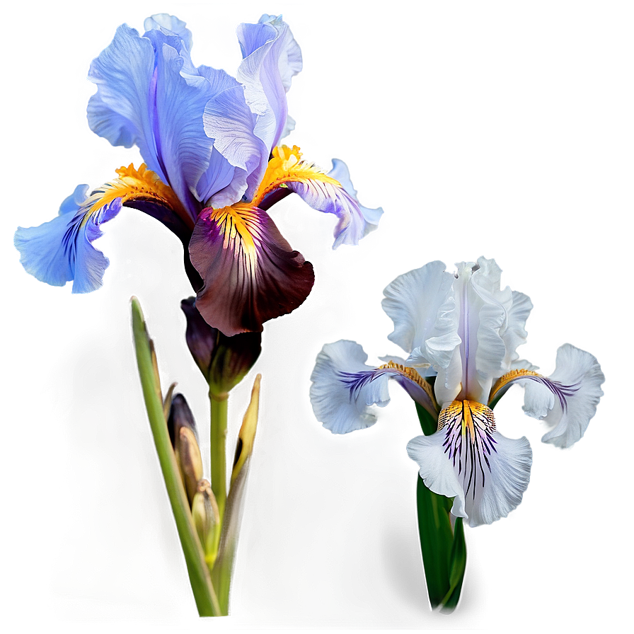 Iris D PNG Image