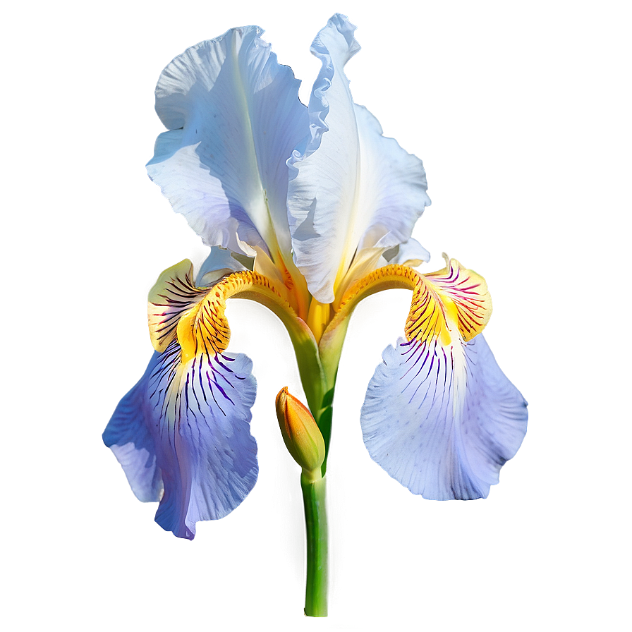 Iris Flower Png 06122024 PNG Image