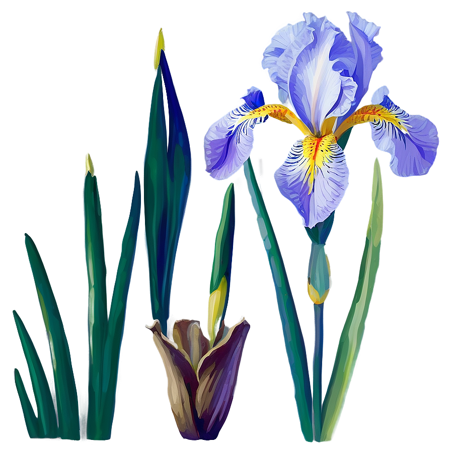 Iris Flower Transparent Png 05252024 PNG Image