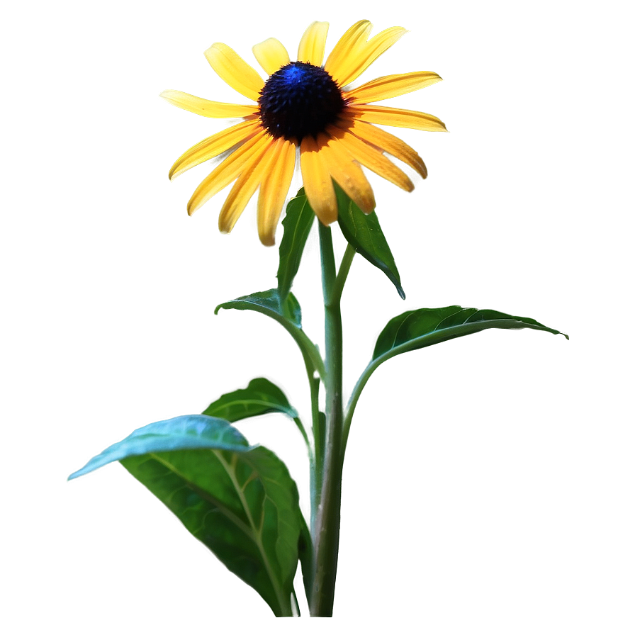 Isolated Black Eyed Susan Flower Png Bhs PNG Image