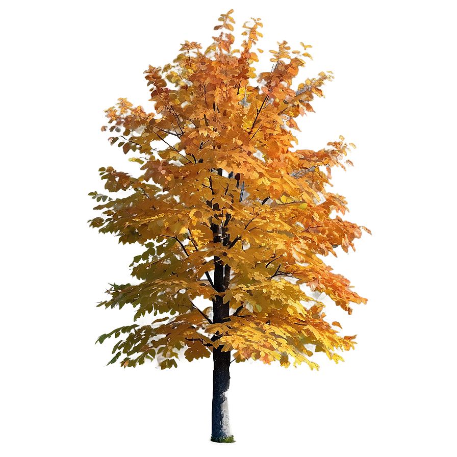 Isolated Fall Tree Png 88 PNG Image