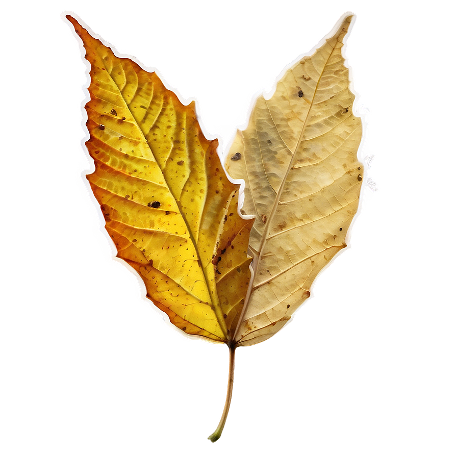 Isolated Fallen Leaf Png 06292024 PNG Image