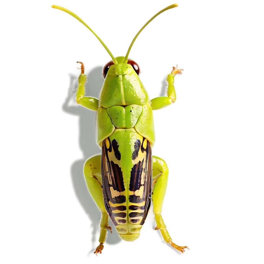 Isolated Grasshopper Image Png Ids PNG Image