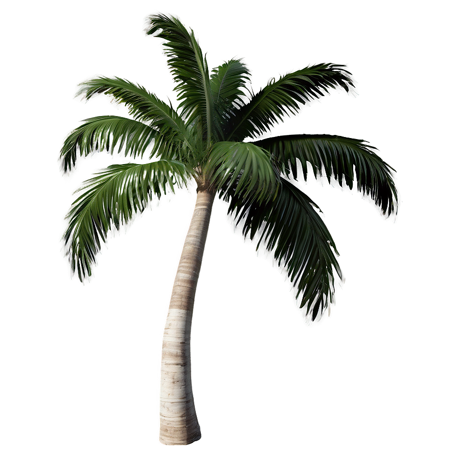 Isolated Palm Tree Png 49 PNG Image