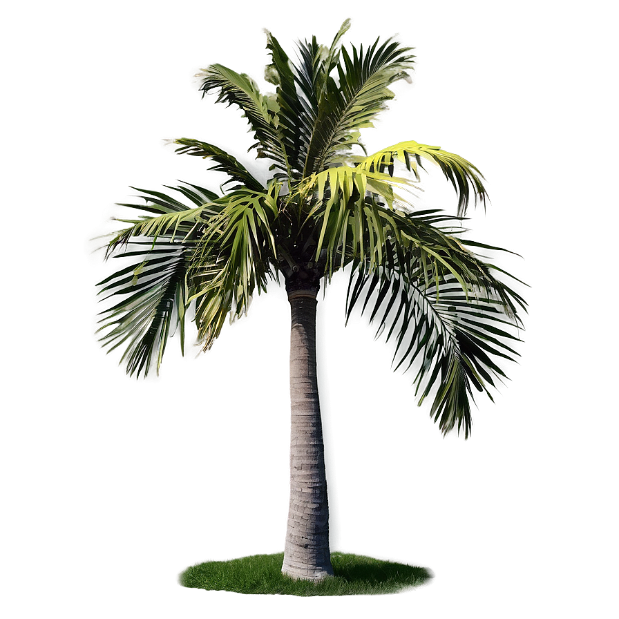 Isolated Palm Tree Png Afg8 PNG Image