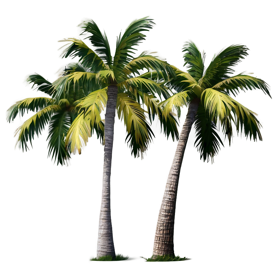 Isolated Palm Tree Png Opo38 PNG Image